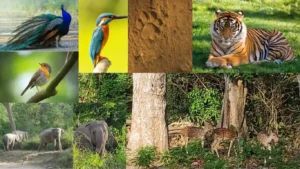 Jim Corbett National Park
