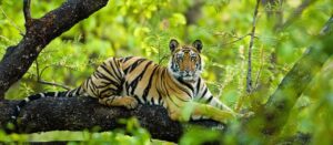 Bandhavgarh